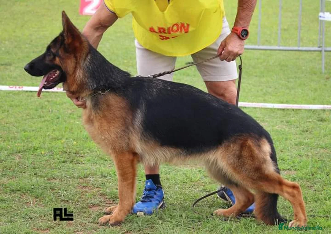 Imagen de galería {{count}}