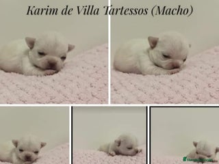 Chihuahua perros Chihuahua en Sevilla - Anuncio 33