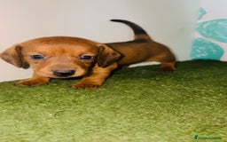 Teckel perros en venta: Teckel - Imagen 1