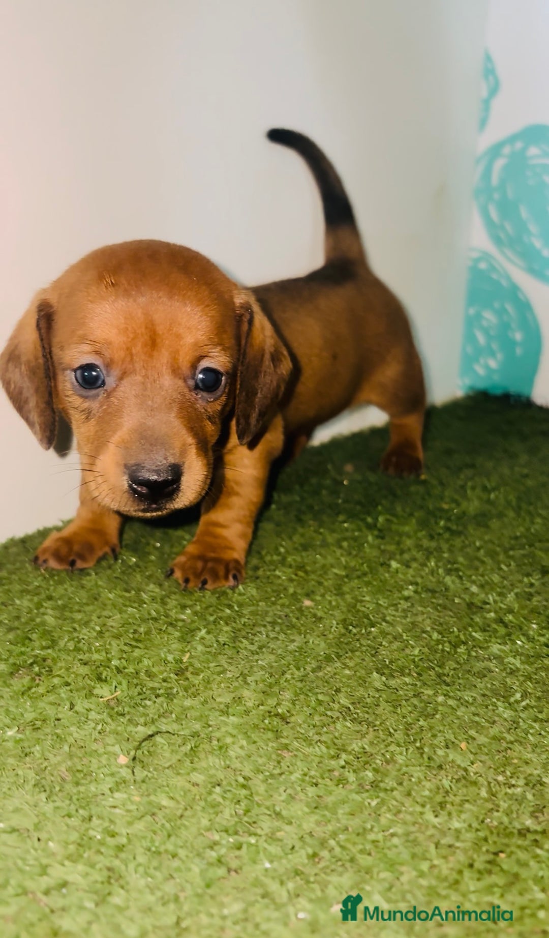 Teckel perros en venta: Teckel - Imagen 1