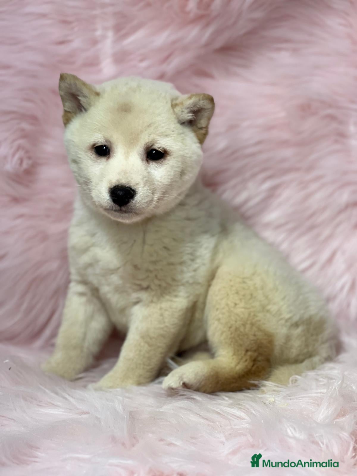 Shiba Inu perros SHIBA INU BLANCA HEMBRA DISPONIBLE en Barcelona - Anuncio 39