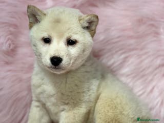 Shiba Inu perros SHIBA INU BLANCA HEMBRA DISPONIBLE en Barcelona - Anuncio 19