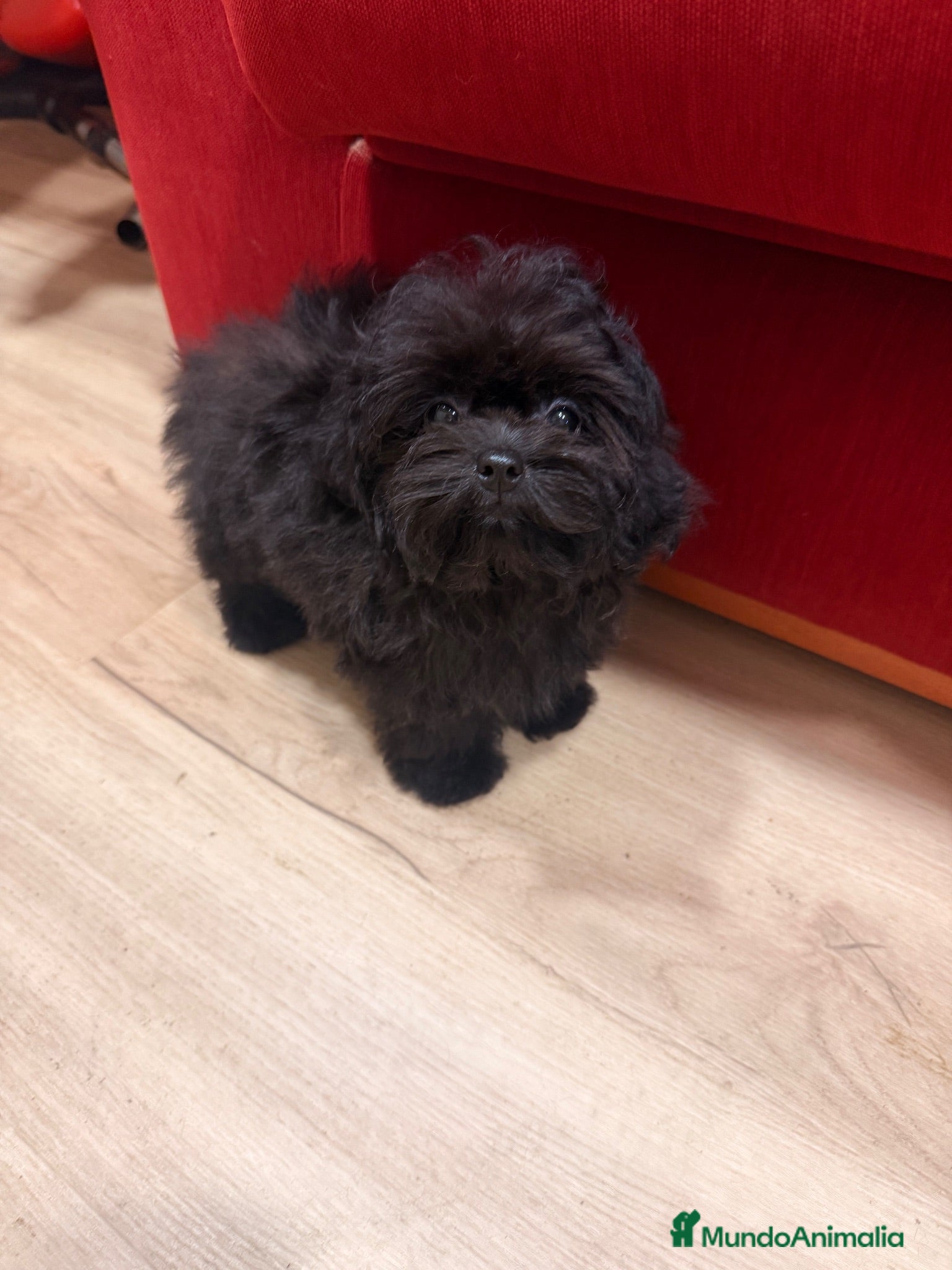 Shihpoo perros Monísima ShihPoo negra - Anuncio 1