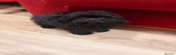 Shihpoo perros en venta: Monísima ShihPoo negra - Anuncio 1