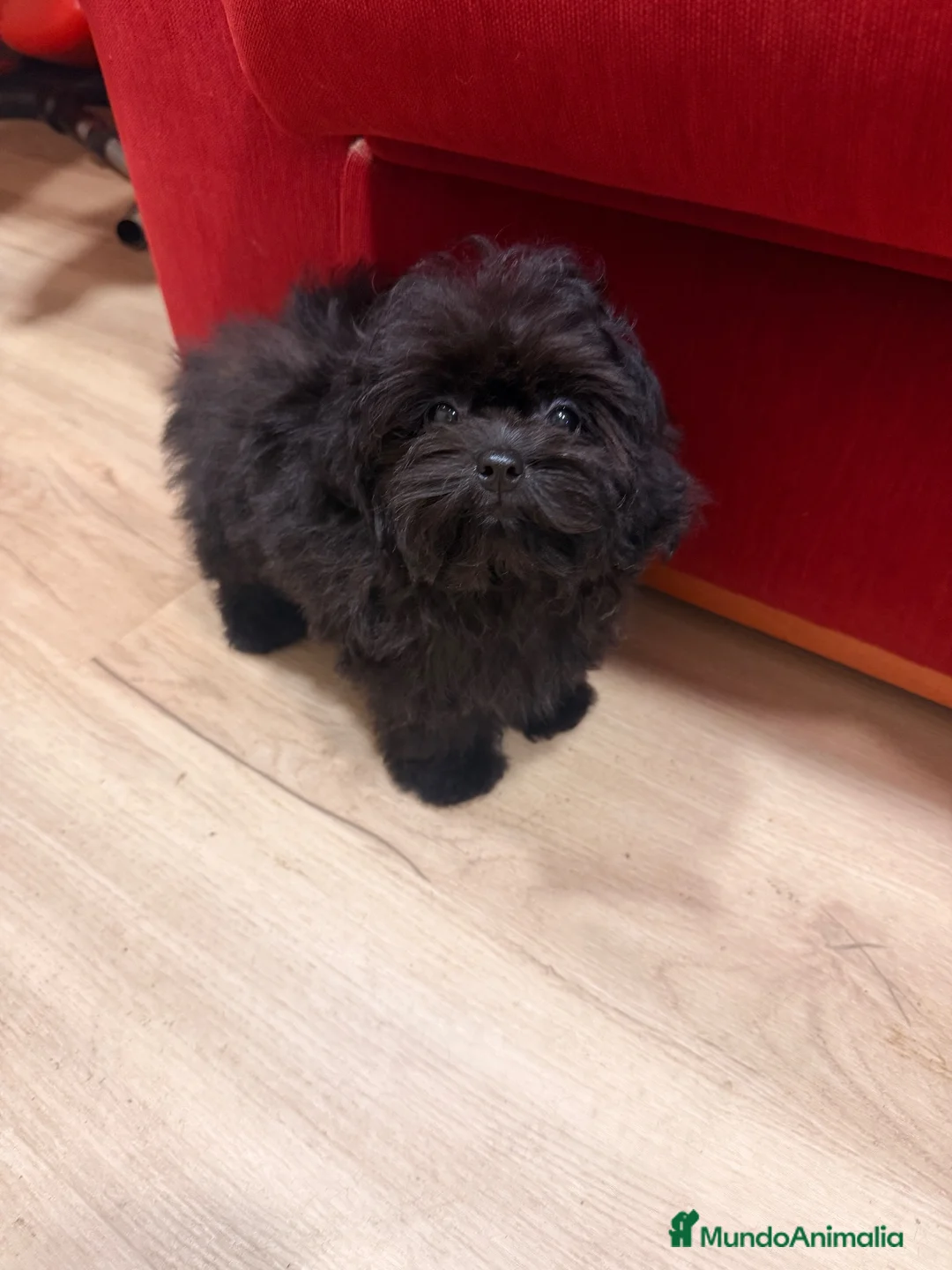 Shihpoo perros en venta: Monísima ShihPoo negra - Anuncio 1