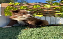 Border Collie perros en venta: BORDER COLLIE - Anuncio 6