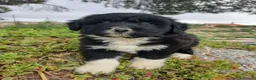 Perro de Agua Español perros en venta: 🐾 CACHORROS DE PERRO DE AGUA ESPAÑOL 🐾 - Anuncio 23