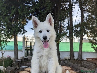 Pastor Blanco Suizo perros - Anuncio 32