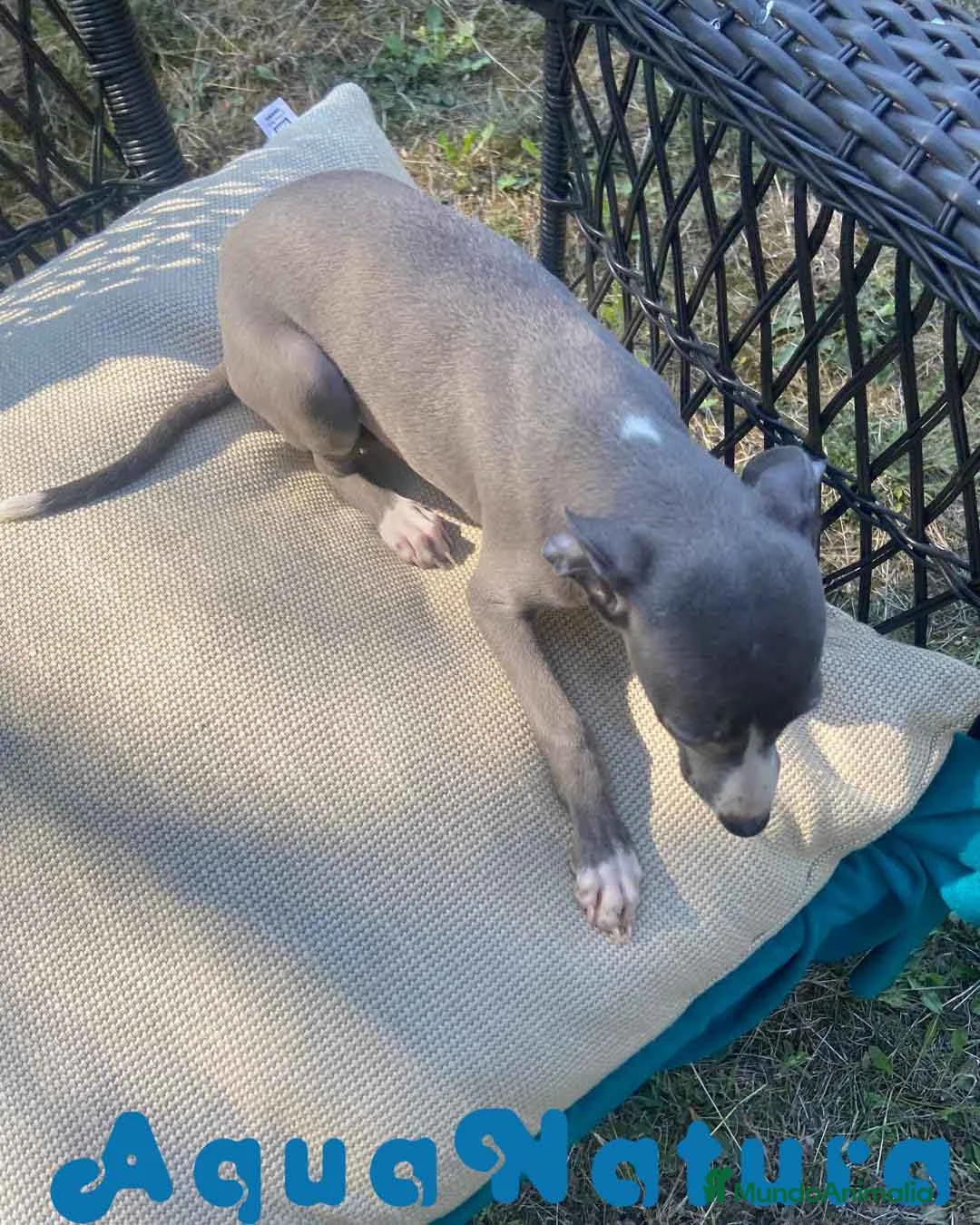 Pequeño Lebrel Italiano perros en venta: Lebrel Italiano Hembra 1980 AQUANATURA - Anuncio 7