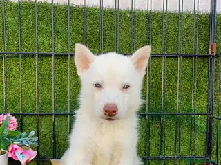 Husky Siberiano perros HUSKY BLANCO - Anuncio 4