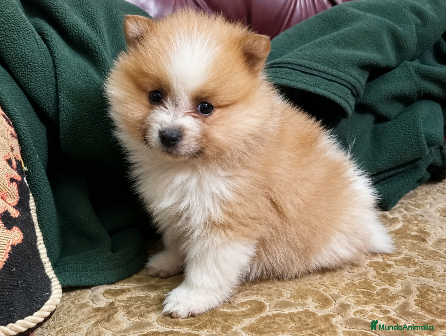 Pomerania perros Pomerania micro toy bicolor - Anuncio 22