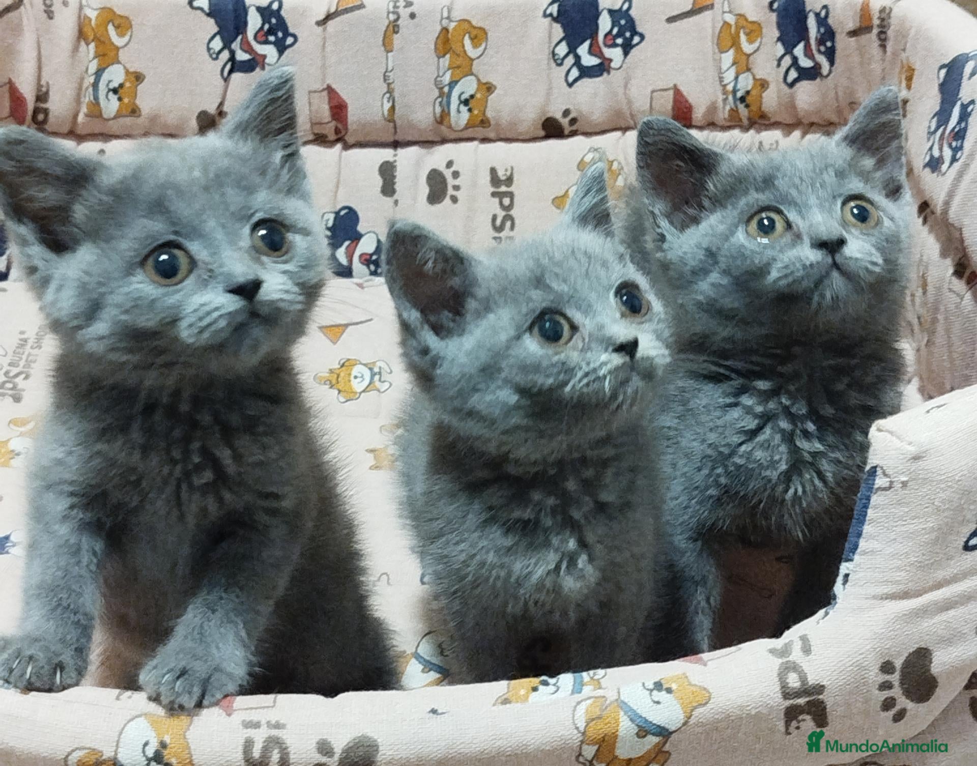 Británico de Pelo Corto gatos British Shorthair preciosos  - Anuncio 2