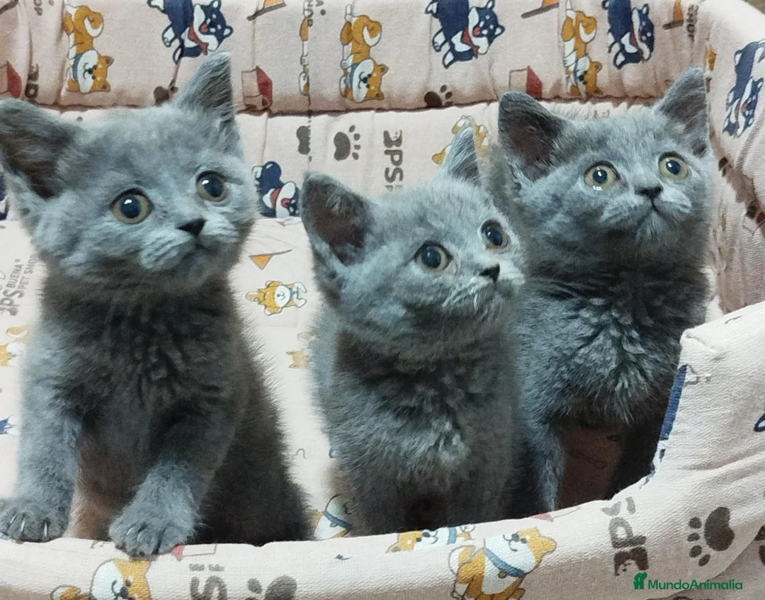 Británico de Pelo Corto gatos en venta: British Shorthair preciosos  - Anuncio 1