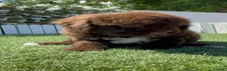 Perro de Agua Español perros en venta: PERRO DE AGUA ESPAÑOL - Anuncio 22