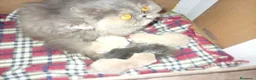 Persa gatos en venta: Macho persa himalayo  - Anuncio 4