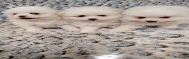 Pomerania 1