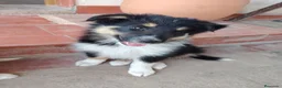 Collie de Pelo Largo perros en venta: Cachorros rough collie - Anuncio 4