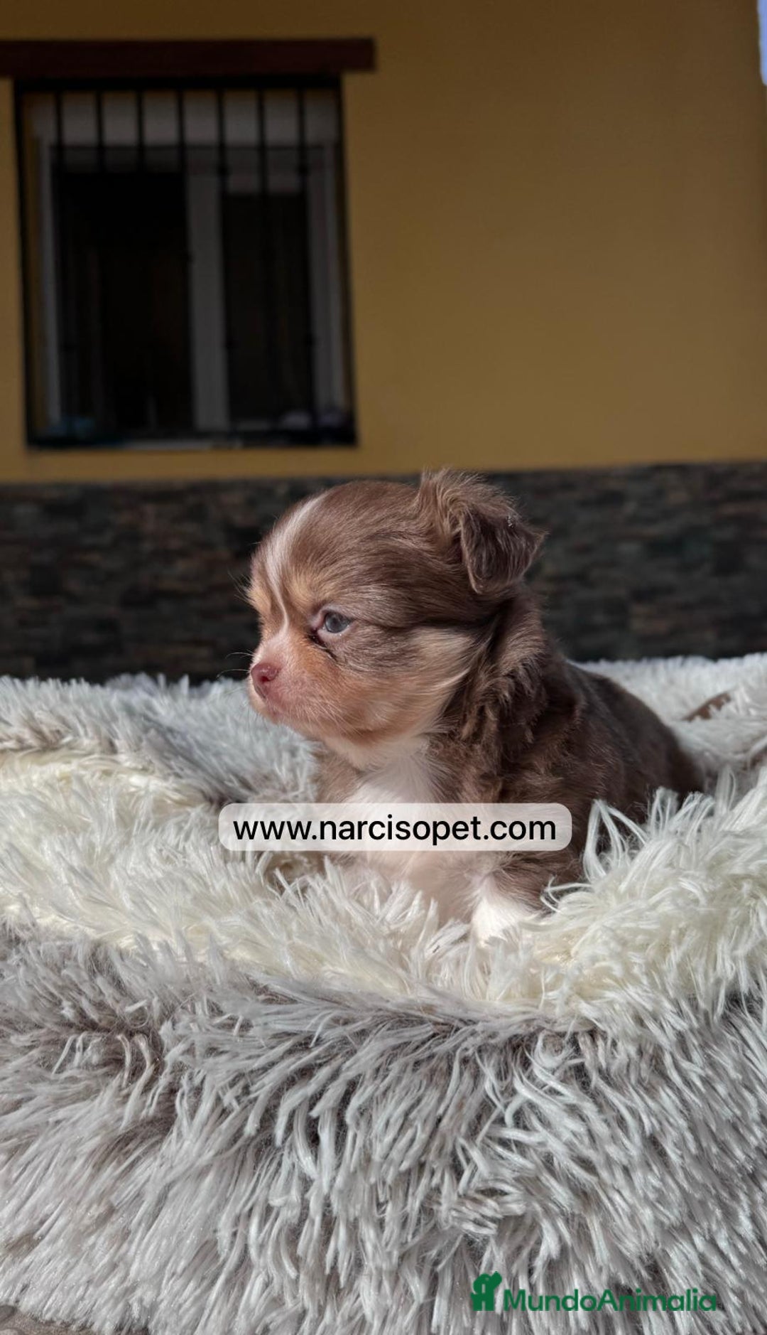 Chihuahua perros en venta: CHIHUAHUA PELO LARGO CRIA PROFESIONAL - Imagen 6