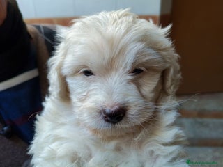 Maltipoo perros Maltipoo hembra Toy - Anuncio 1