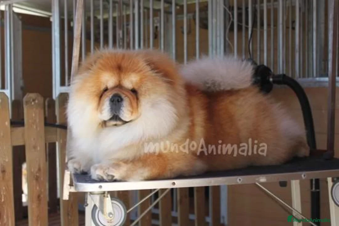 Imagen de galería {{count}}