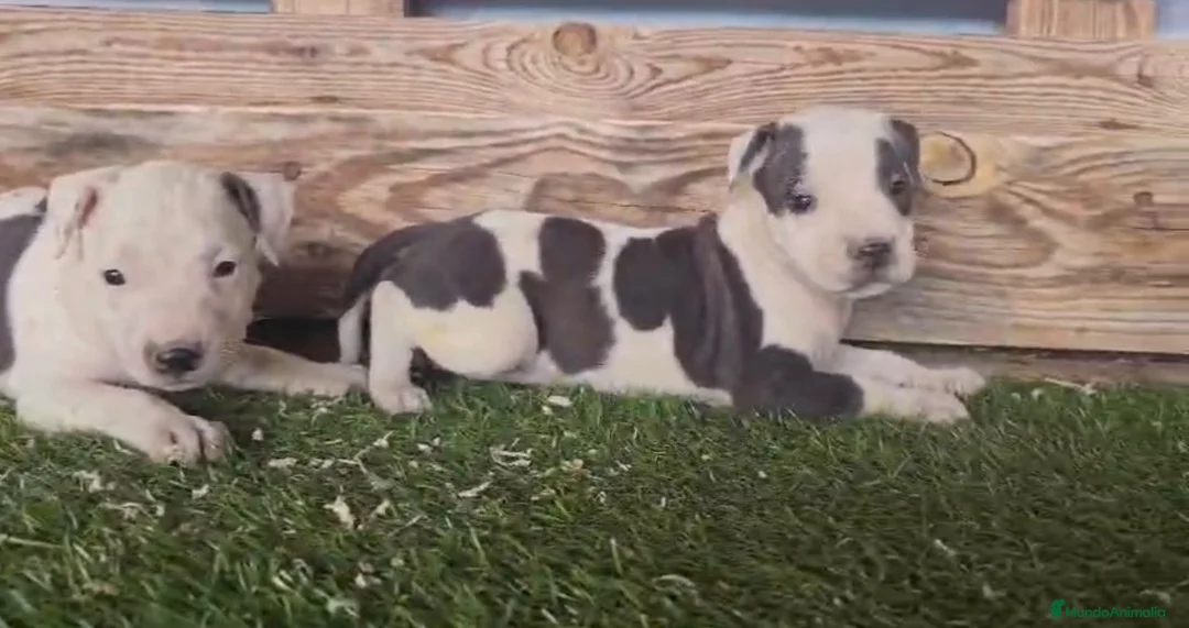 American Staffordshire-Terrier perros en venta: American stanford 🐶🐾 - Anuncio 2