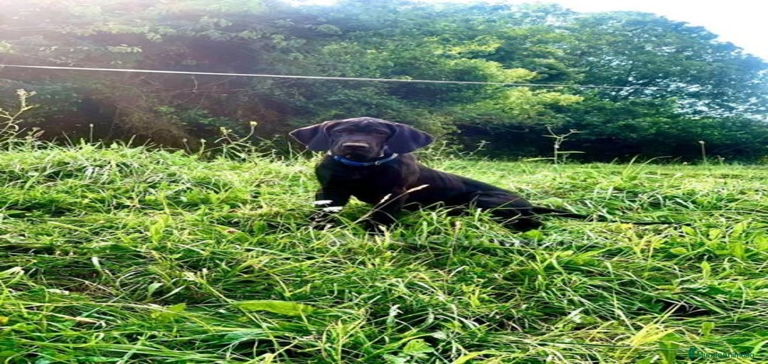 Imagen de galería {{count}}