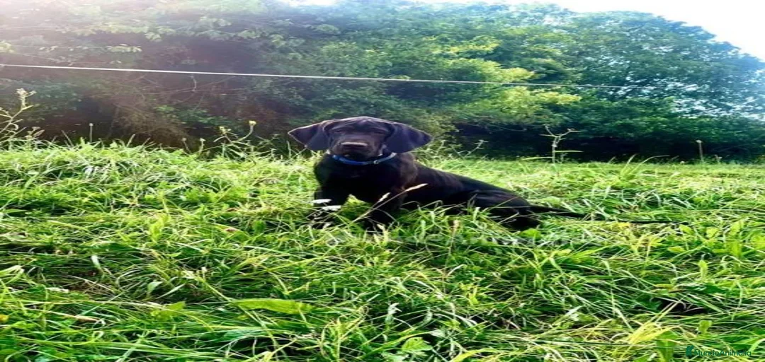 Imagen de galería {{count}}