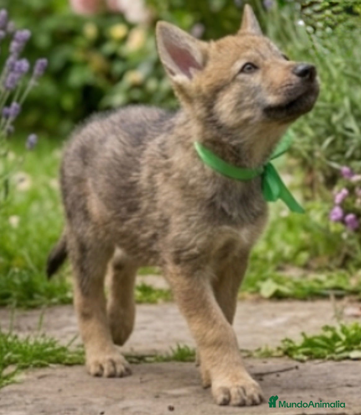 Perro Lobo Checoslovaco perros Perro lobo checoslovaco  - Anuncio 1