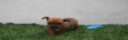 Raza Mixta perros en venta: Minijack  - Anuncio 8