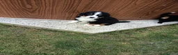 Boyero de Berna perros en venta: BOYERO DE BERNA - Anuncio 5