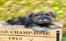 Schnauzer Miniatura perros en venta: Camada de Xiomara en Madrid - Imagen 4