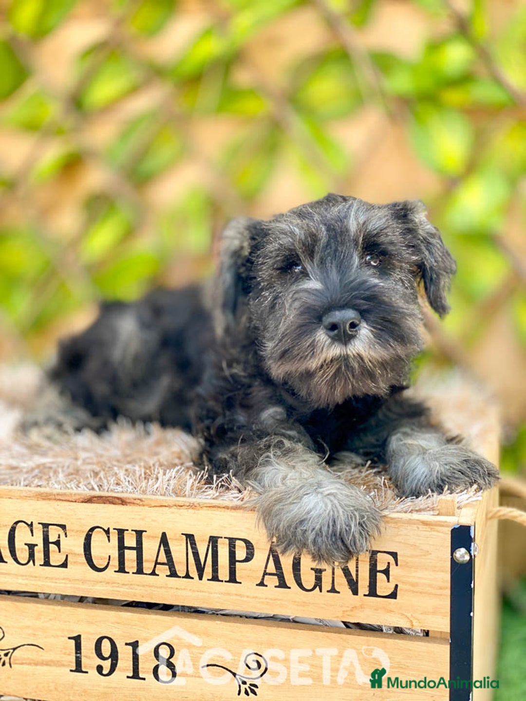 Schnauzer Miniatura perros en venta: Camada de Xiomara en Madrid - Imagen 4