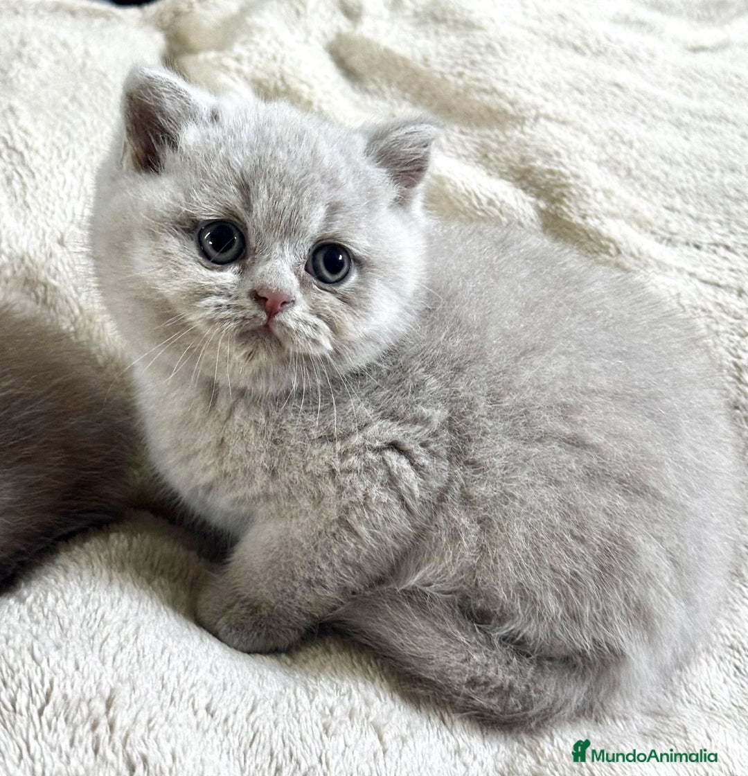 Británico de Pelo Corto gatos en venta: Cachorros british lilac - Imagen 2