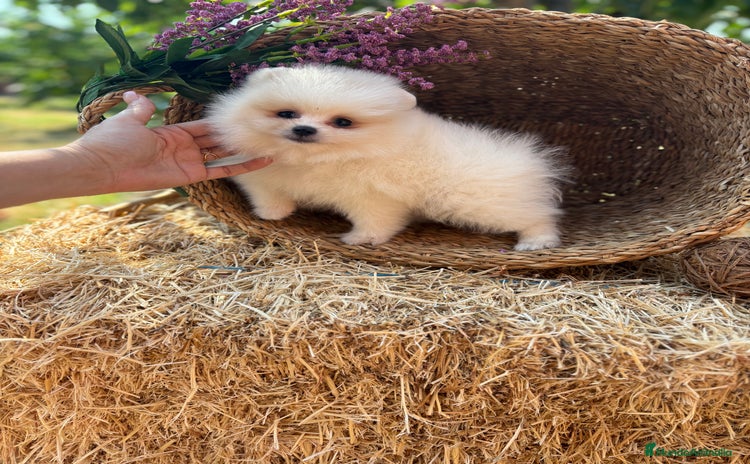 Pomerania perros - Anuncio 2