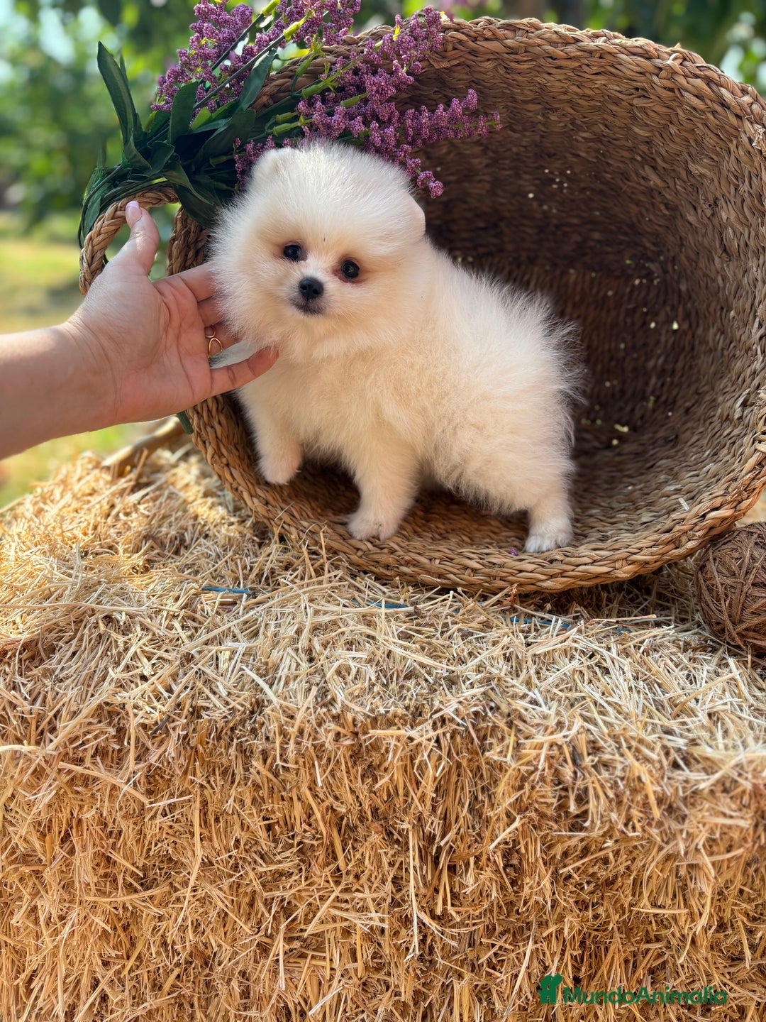 Pomerania perros en venta: Pomerania muy bonitos  - Imagen 1