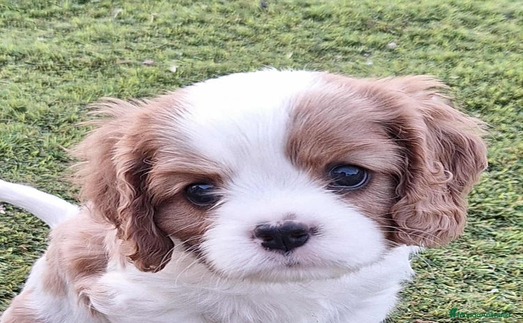 Cavalier King Charles Spaniel perros - Anuncio 1