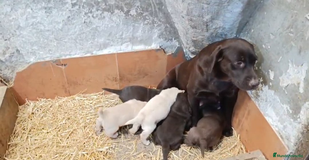 Labrador Retriever perros Cachorros de Labrador  - Anuncio 2