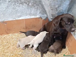 Labrador Retriever perros Cachorros de Labrador - Anuncio 2