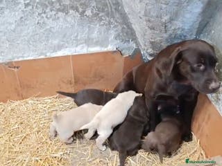 Labrador Retriever perros Cachorros de Labrador - Anuncio 6