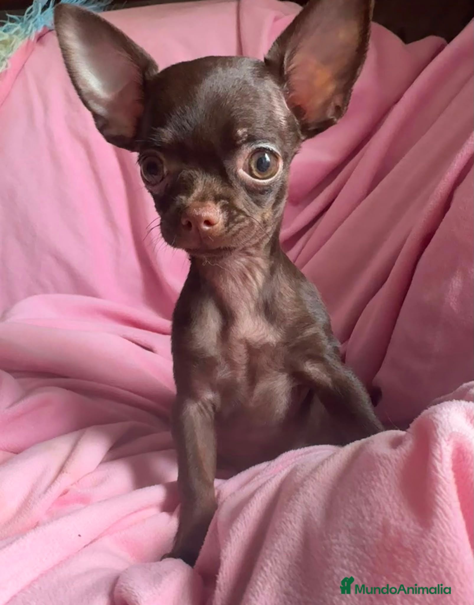 Chihuahua perros Chihuahuas 🍫 chocolates - Anuncio 2