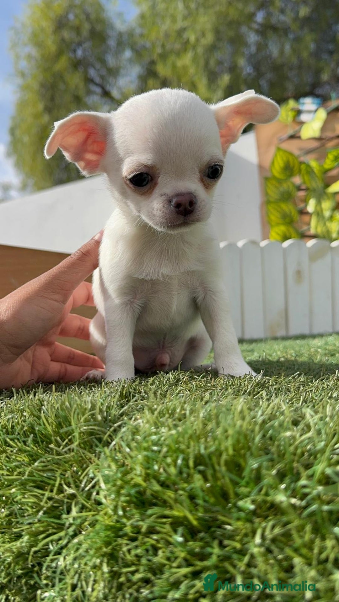 Chihuahua perros en venta: CHIHUAHUA MACHO - Imagen 26