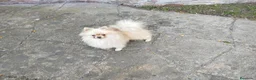 Pomerania perros en venta: Cachorrita de Pomerania  - Anuncio 3