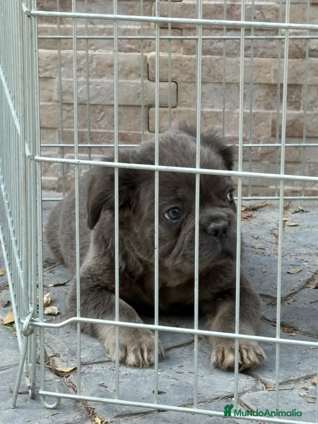 Bulldog Francés perros en venta: Cachorros bulldog  - Anuncio 2