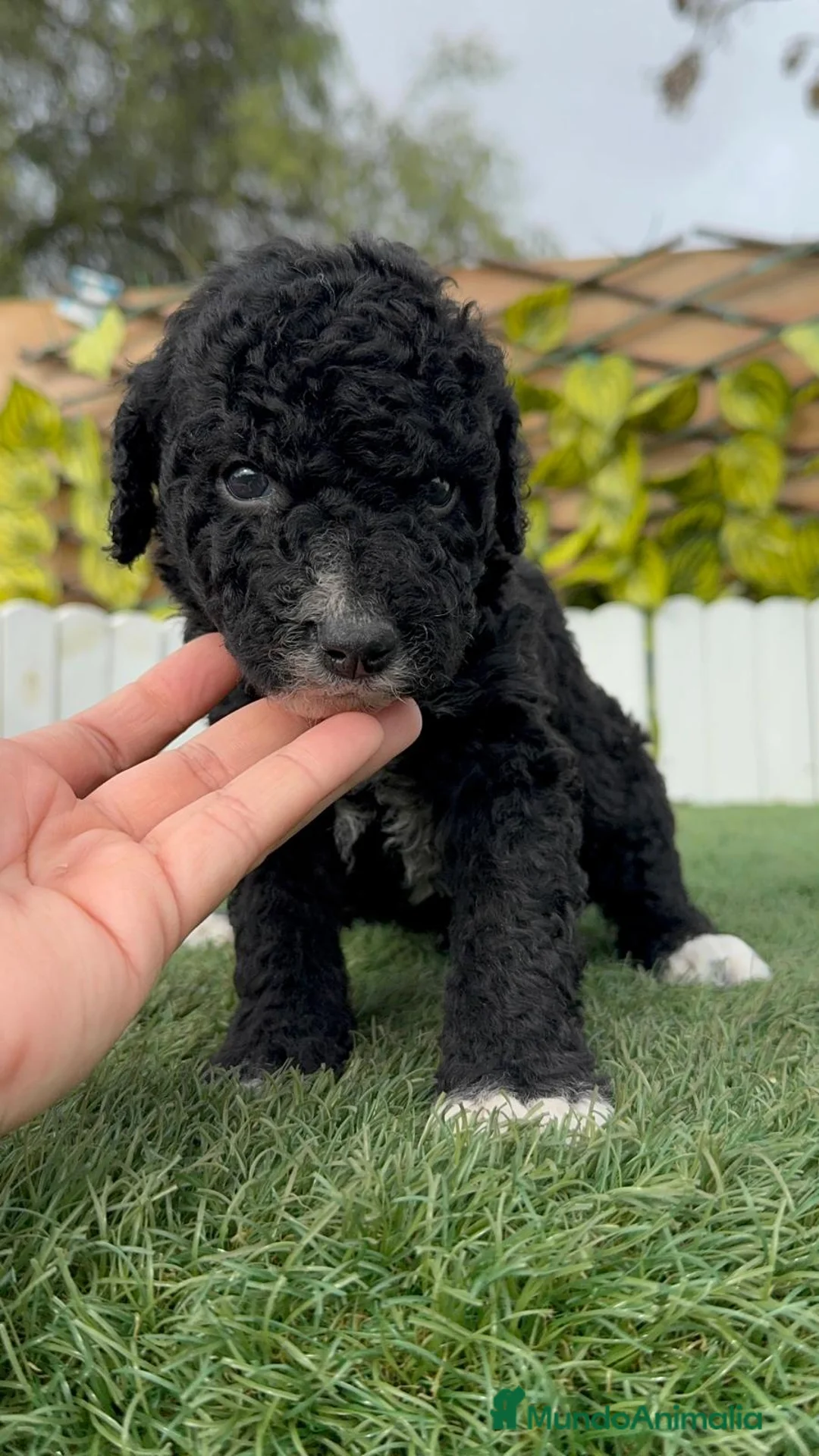 Perro de Agua Español perros en venta: PERRO DE AGUA - Anuncio 9