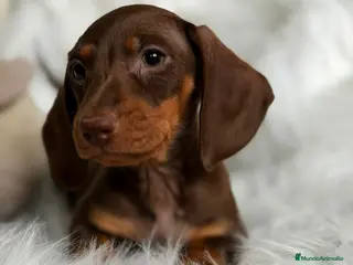 Teckel Miniatura perros TECKEL MINI CHOCOLATE - Anuncio 1