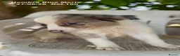 Border Collie perros en venta: Border Collie Hembra Blue Merle - Anuncio 4