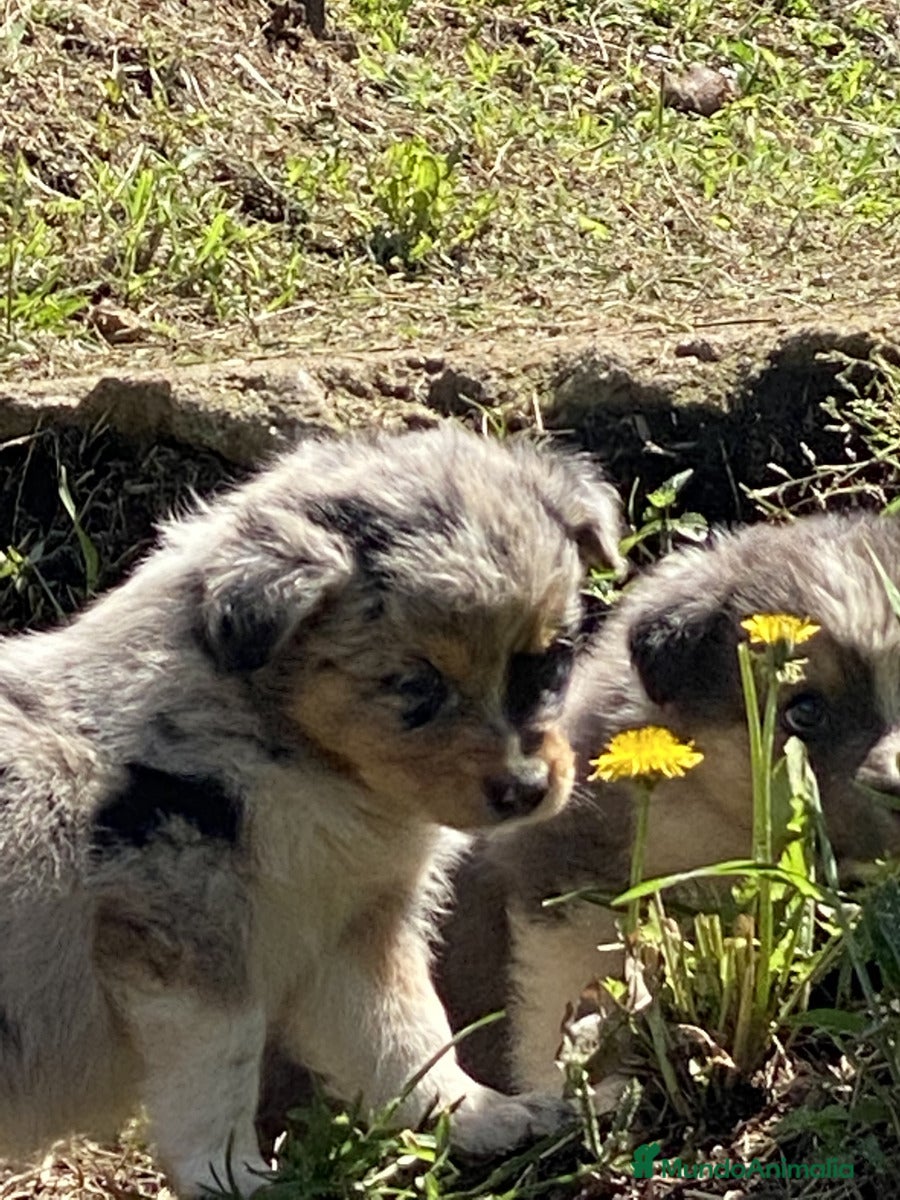 Border Collie perros Border collie cachorros  - Anuncio 13
