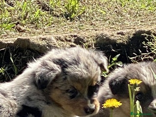 Border Collie perros Border collie cachorros - Anuncio 2