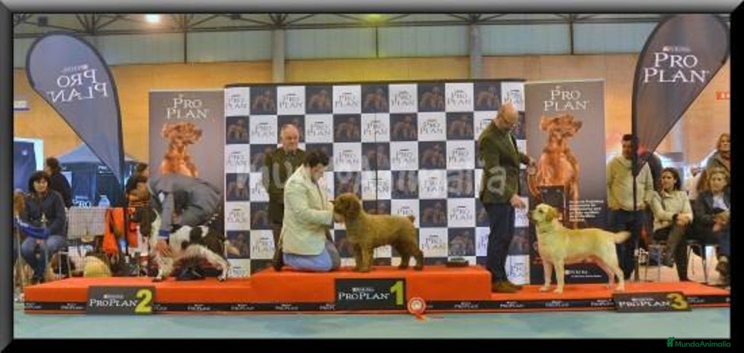 Imagen de galería {{count}}