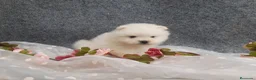 Pomerania perros en venta: PRECIOSO CACHORITO DE POMERANIA TOY  - Anuncio 16